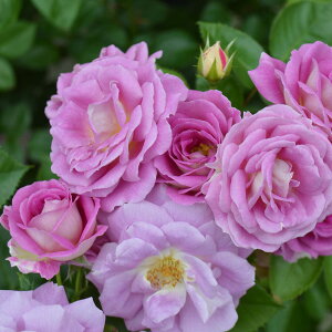 o̕c/lG璆փoFA[NeBbN u[c