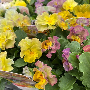 Ԃ̕c/rIit炫jFCXvG[i~bNXA\[gj3-3.5|bg 6Zbg