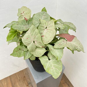 �ϗt�A��/�V���S�j�E���F�~���N�R���t�F�e�B�i�_�Y���J���[�j 7�����A��