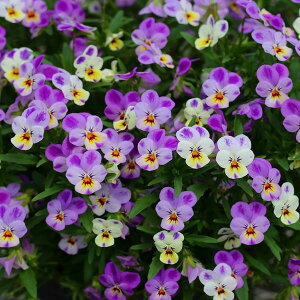 Ԃ̕c/[]MSKK[fɏփrIFt[bg _[hsNh[3|bg 12Zbg