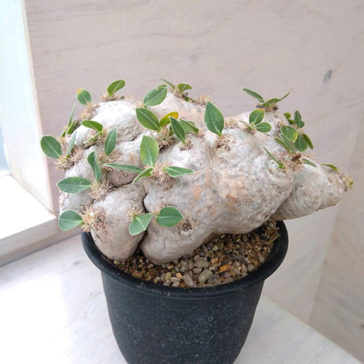 楽天市場】観葉植物/パキポディウム：ブレビカウレ 恵比寿笑い 4.5号22  