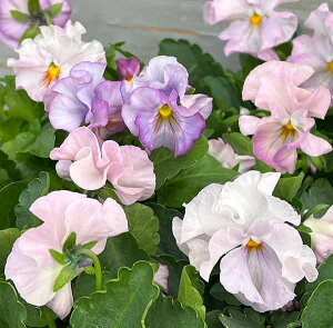 Ԃ̕c/[]|̃rIFTN|[3-3.5|bg 24Zbg