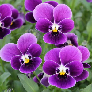 Ԃ̕c/[]|̃rIFԂȃ^kL3-3.5|bg 24Zbg