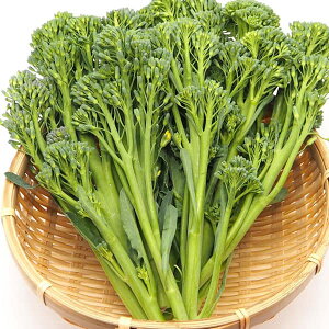 ؂̕c/[]ubR[FXeBbNZj[̕c2.5|bg 40Zbg*