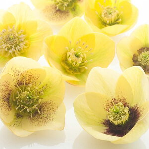 i[Z[̃NX}X[YFVOCG[n3|bg