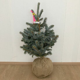 花木 庭木の苗/ピセアプンゲンス（プンゲンストウヒ）：ホプシー 樹高80-90cm根巻き