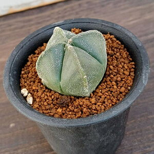 ϗtA/T{eFlpaPʁiۂ傭j2.5A