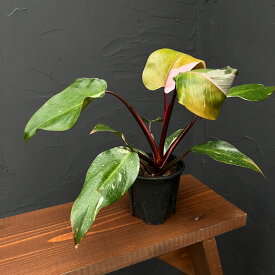 観葉植物/（わけあり特価）フィロデンドロン：ピンクプリンセス 3.5号鉢植え