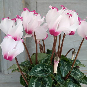 Ԃ̕c/VNFAu\@hD@3-3.5|bg 3Zbg