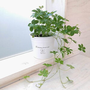 ϗtA/pZmVbTXVK[oC^t`uL|bg