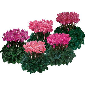 Ԃ̕c/Fh[XP[v@_[Nt[~bNX3.5|bg 6Zbg