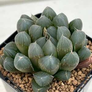 ϗtA/nI`AFubNIuc[T 2.5XNGA