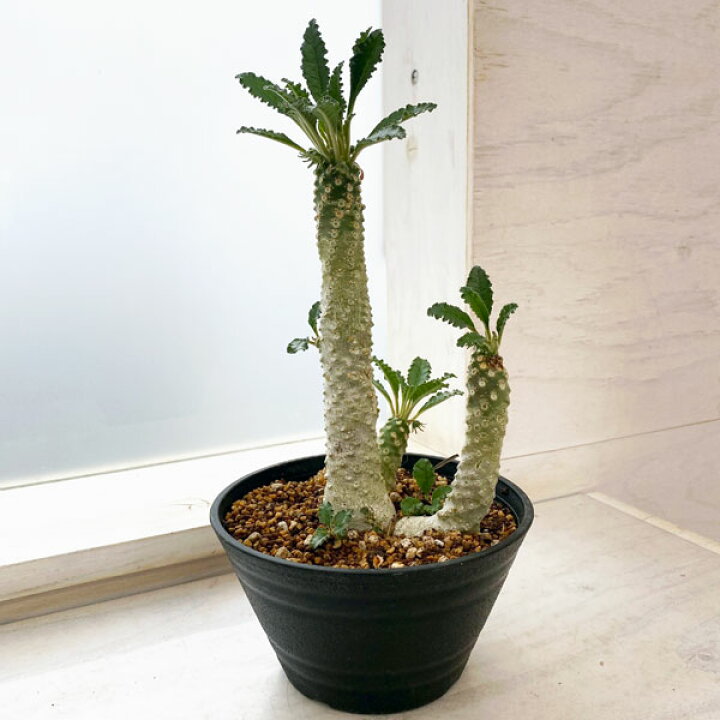 楽天市場】観葉植物/[送料無料]ドルステニア：ラブラニー（多頭） 5号 