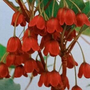 Ԗ ؂̕c/hE_ccWFꉳiXсjhE_3.5|bg