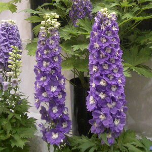 Ԃ̕c/ftBjEFF1I[ Cgp[v3|bg 12Zbg