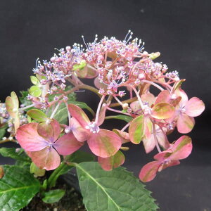 Ԗ ؂̕c/}AWTCFgTmAJcLiy̋Łj4|bg