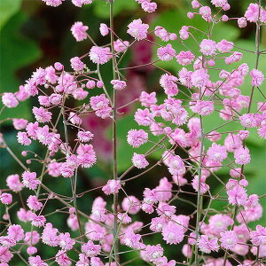 Ԃ̕c/^NgFq[Cbg_u3.5|bg