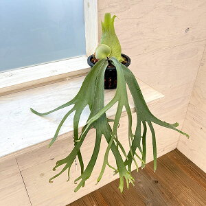 �ϗt�A��/[��������][�I���Z�[��]�i�킯��������j�r�J�N�V�_�i�R�E���������j�F�E�B�����L�[ cv. �V���g���iSingthong�j�i�q��pup�j�|�b�g�c 23-01