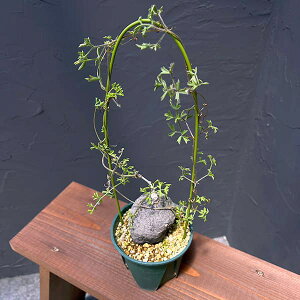 ϗtA/LtHXe}F^OibL[ij 4A23]01