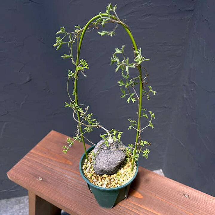 楽天市場】観葉植物/キフォステンマ：モンタグナッキー（黒） 4号 