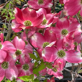 花木 庭木の苗/ハナミズキ：ピンクマドンナ7-8号ポットまたはルートバック