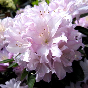 Ԗ ؂̕c/˃ccWFMwliLtWj3|bg