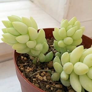 ϗtA/AFZ_@ʂÂ@2.5