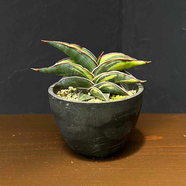楽天市場】観葉植物/[アーリーサマーセール]サンセベリア：ロリダ 