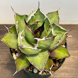 ϗtA/AKxF`^m^4Ai23-20j