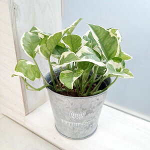 ϗtA/|gXFGWC3@Vo[uL|bg