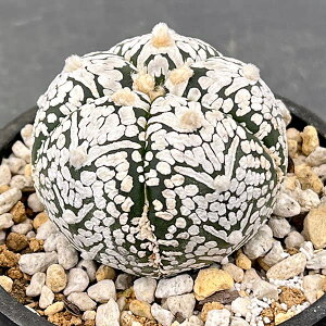 ϗtA/i킯jAXgtBcFہiV^CvEZNgj323-01