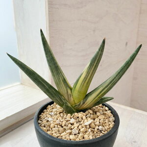 ϗtA/[UEt@[ZNg][]i킯jTZxAF{ZVX Xm[zCg 4A23-02