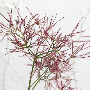 Ԗ ؂̕c/X[Nc[Fr[n[g7|bg