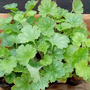 Ԃ̕c/q[PFr[x3-3.5|bg