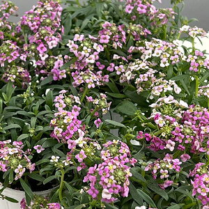 Ԃ̕c/AbTFVFsN2.5O-3.5|bg