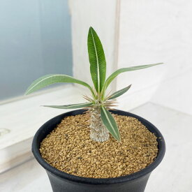 観葉植物/パキポディウム：ホロンベンセ（実生株）　3号鉢植え