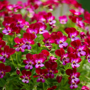 Ԃ̕c/[]MSKK[frIFɏփrIFJI@sNbh3|bg 24Zbg