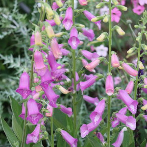 Ԃ̕c/WM^XF^vV[3-3.5|bg* 12Zbg