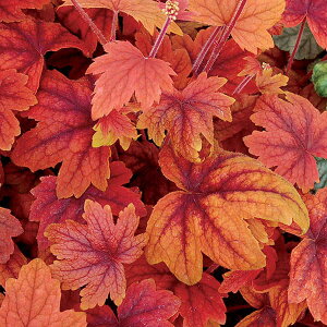 Ԃ̕c/q[PFXC[geB[3|bg