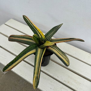 ϗtA/[IZ[]KXeAFGNZT 422-01