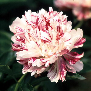 Ԃ̕c/VNNi䉖jFiيہi܂j4|bg*