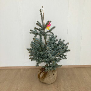 Ԗ ؂̕c/sZAvQXivQXgEqjFzvV[ 90cm`1m