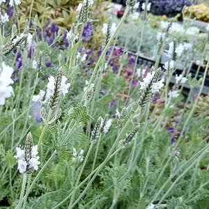 n[u̕c/[Xx_[F~eB[ACX3|bg 2Zbg