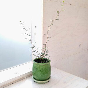 ϗtA/\tH FgxCr[^XeEh