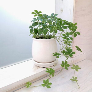 ϗtA/pZmVbTXVK[oC ^XeEh