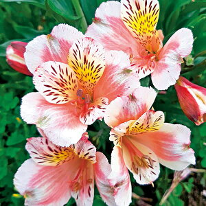 Ԃ̕c/K[fAXgAFW[3|bg