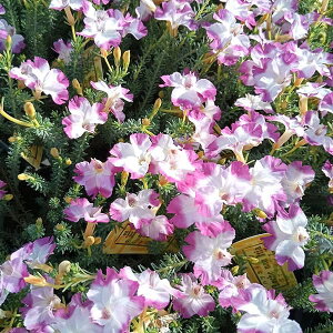 Ԃ̕c/incRC\EEPiEeBAjFt@Cbv3|bg 6Zbg