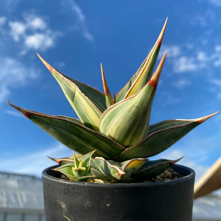 楽天市場】観葉植物/[ザ・ファームセレクト][送料無料]サンセベリア  