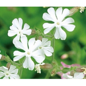 Ԃ̕c/VlFeBtHA zCgLsI3.5|bg