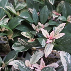 Ԃ̕c/LM\EiJ[[tjFVK[Yx[3|bg